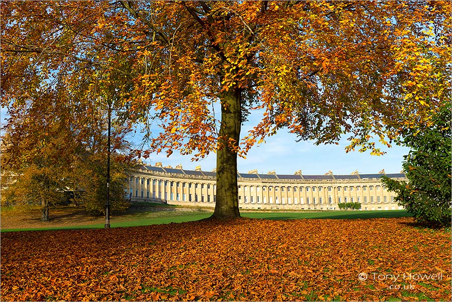 Beech Tree, Royal Crescent