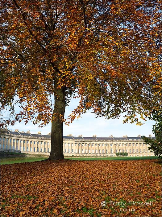 Beech Tree, Royal Crescent