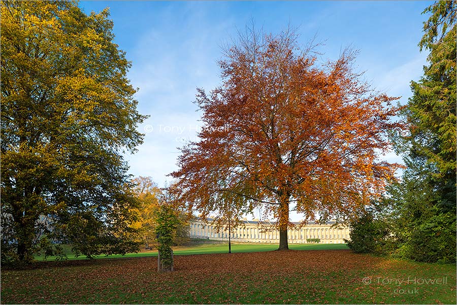 Beech Tree, Royal Crescent