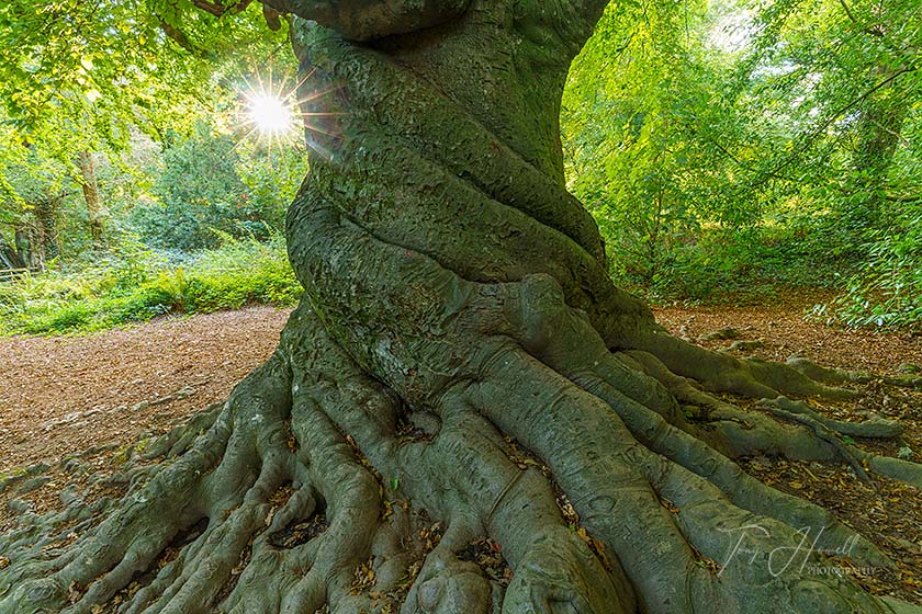 Twisted Beech Tree, Tehidy Woods