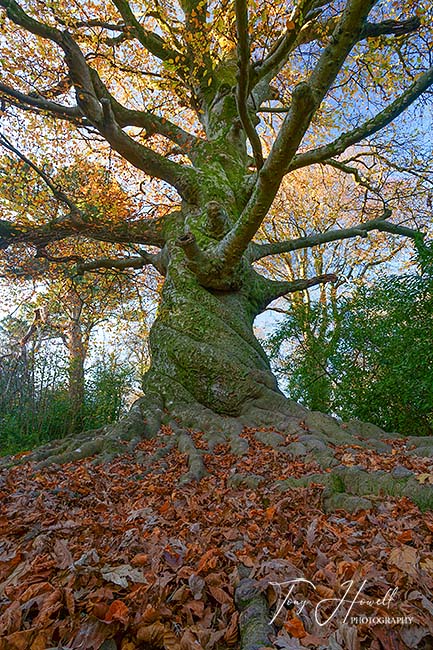 Beech Tree, Twisted, Tehidy