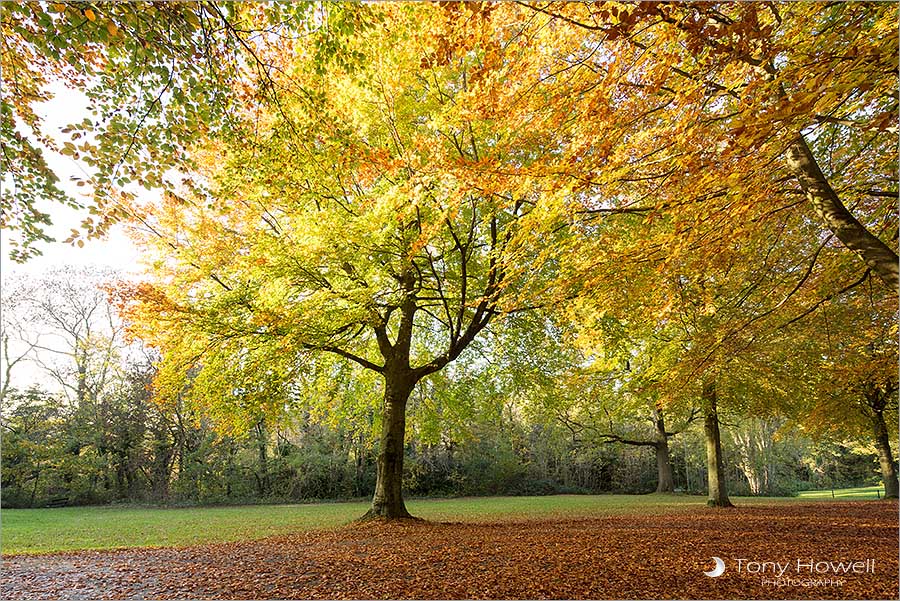 Beech Trees, Autumn