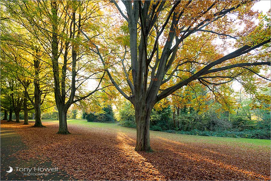 Beech Trees, Autumn