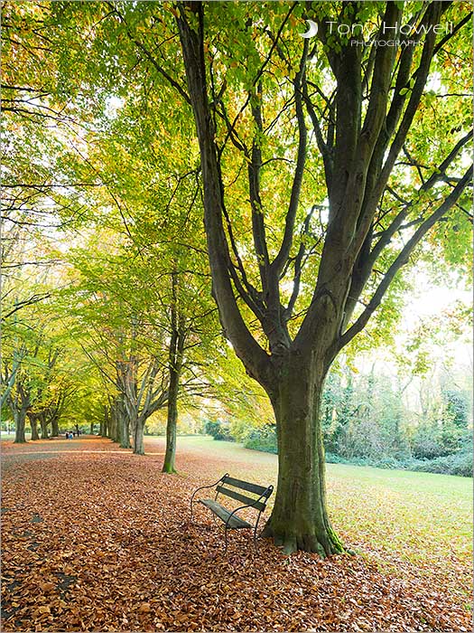 Beech Trees, Autumn