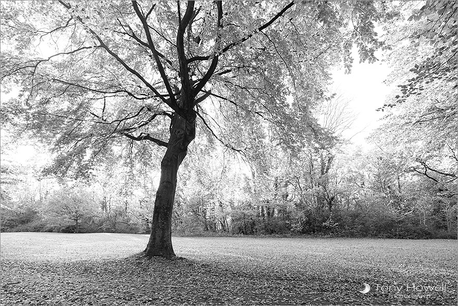 Beech Trees, Autumn