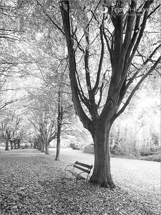 Beech Trees, Autumn