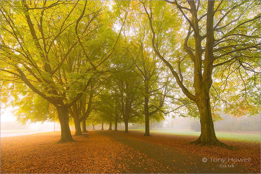 Beech Trees, Autumn