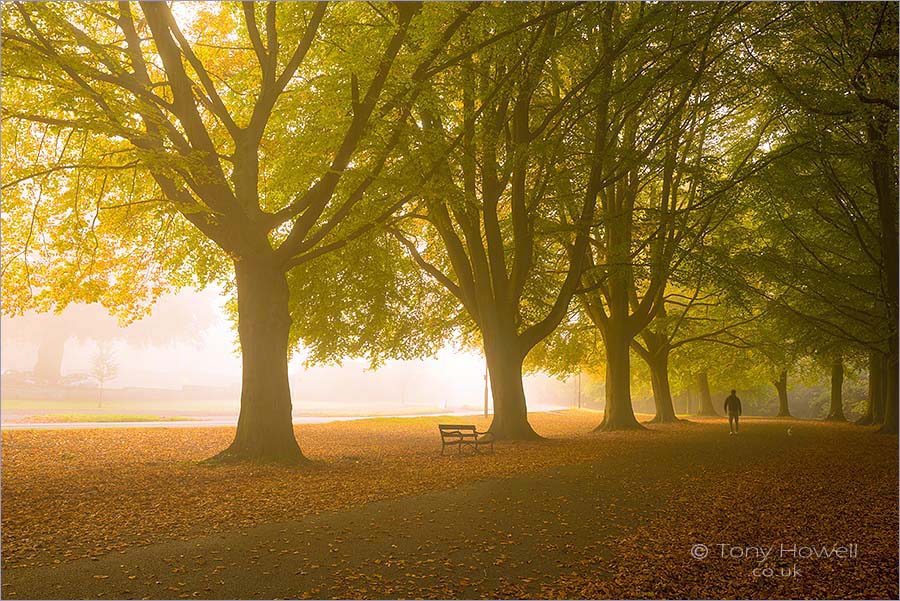 Beech Trees, Autumn