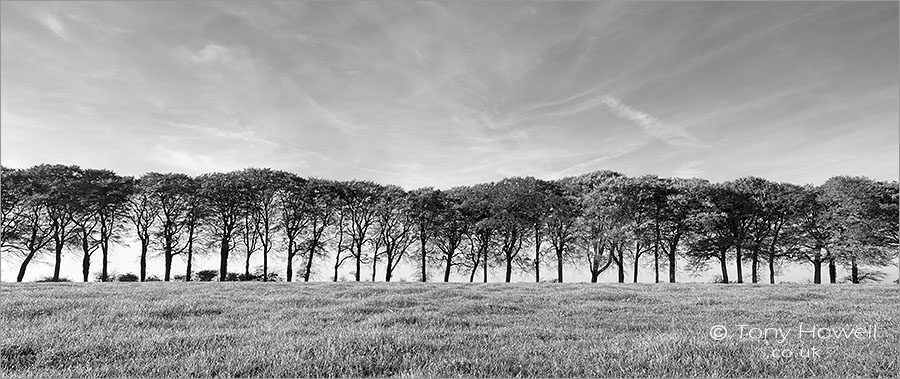 Beech Trees, Freezing Hill