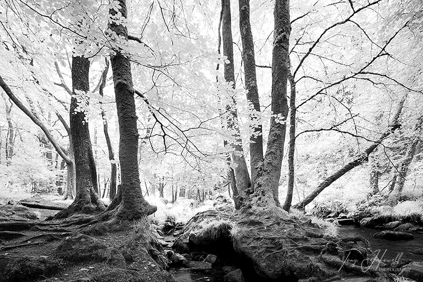 Beech Trees, Golitha Falls (Infrared Camera, turns foliage white)