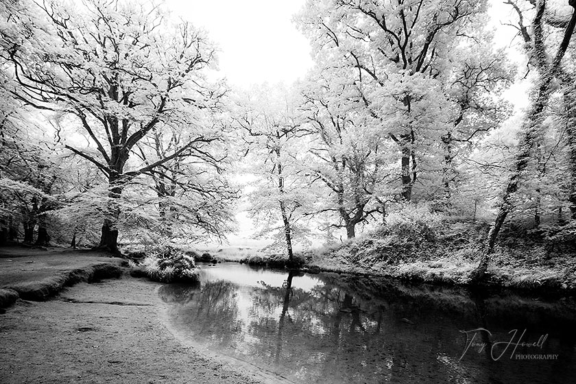 Beech Trees, Golitha Falls (Infrared Camera, turns foliage white)