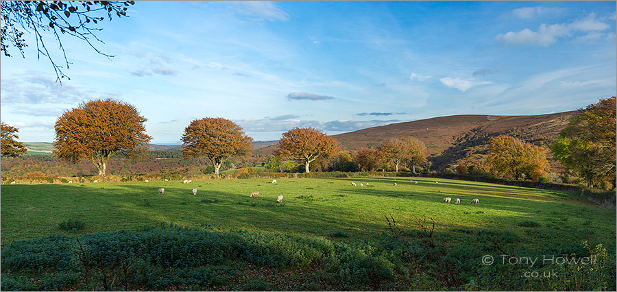 Beech Trees, Sheep