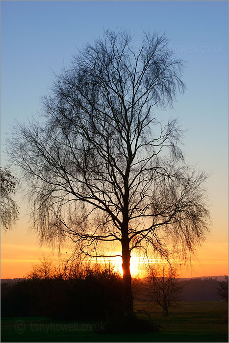 Birch Tree, The Downs