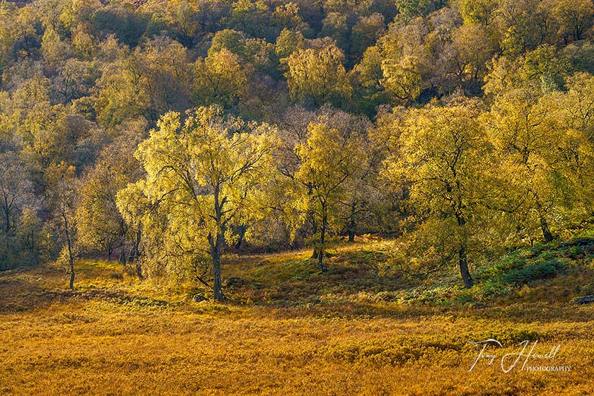 Birch Trees, Watendlath Tarn