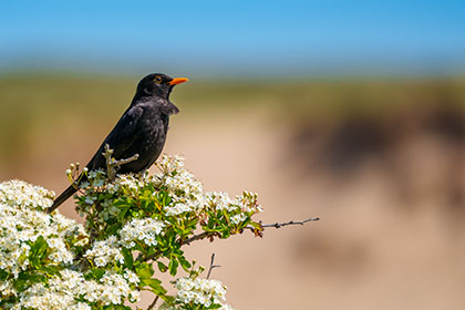 Blackbird-Holywell-Bay-Cornwall