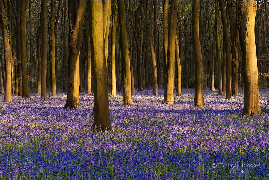 Bluebells at sunset