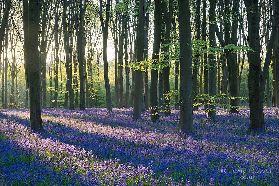 Bluebells at Dawn