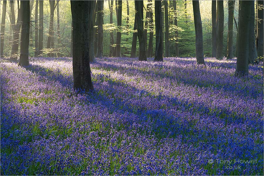 Bluebells at Dawn