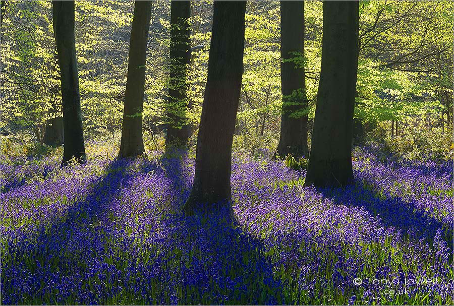 Bluebells at Dawn