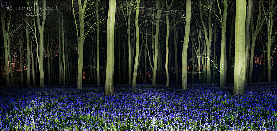 Bluebells at Night