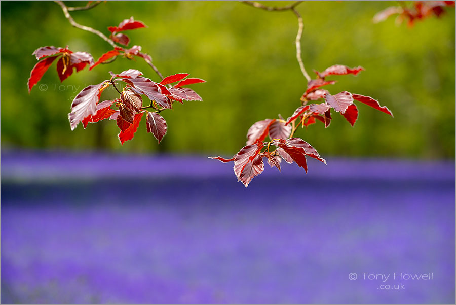 Bluebells, Enys Gardens