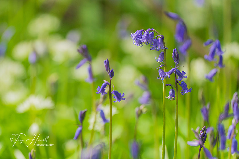 Bluebells, Pendarves Woods