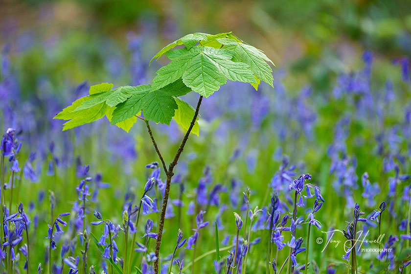 Bluebells, Sycamore Leaves, Pendarves Woods