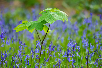 Bluebells-Pendarves-Woods-Cornwall