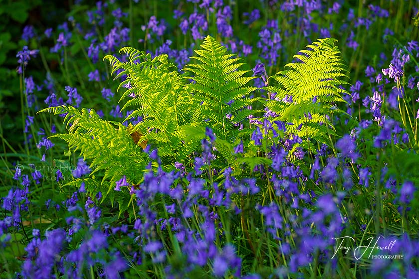 Bluebells, Fern, Tehidy Woods