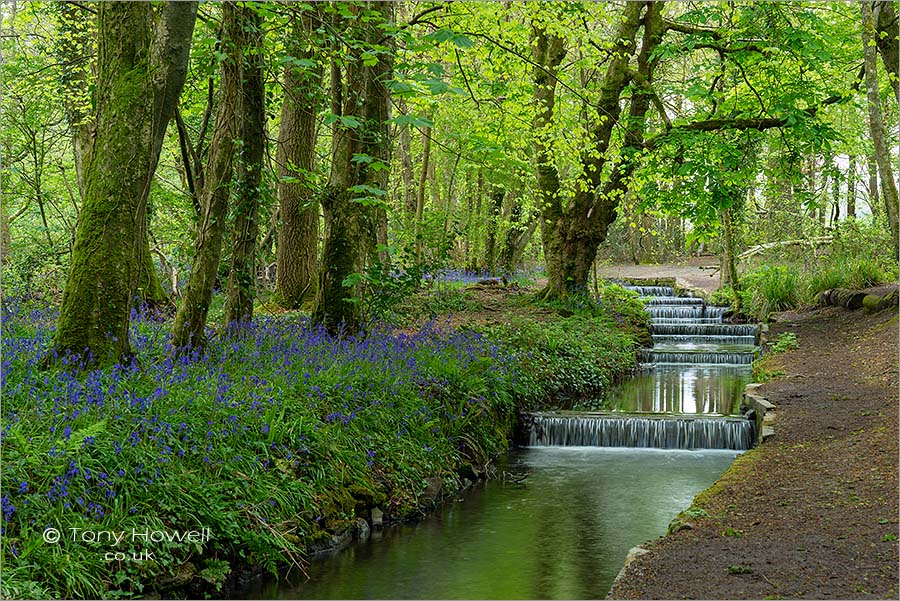 Bluebells, Tehidy Woods