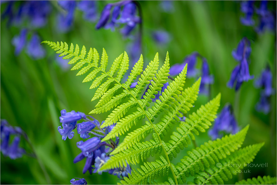 Bluebells, Tehidy Woods