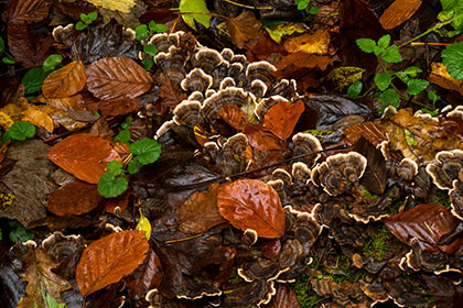 Bracket-Fungus-Leaves-Respryn-Cornwall-AR3426