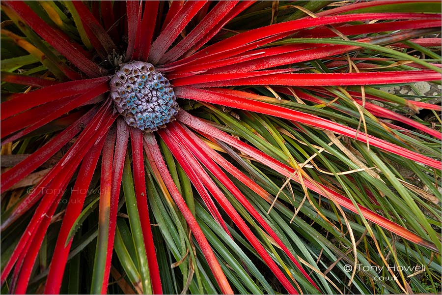 Bromeliad, Fascicularia bicolor