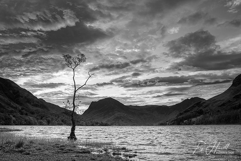 Buttermere Lone Tree