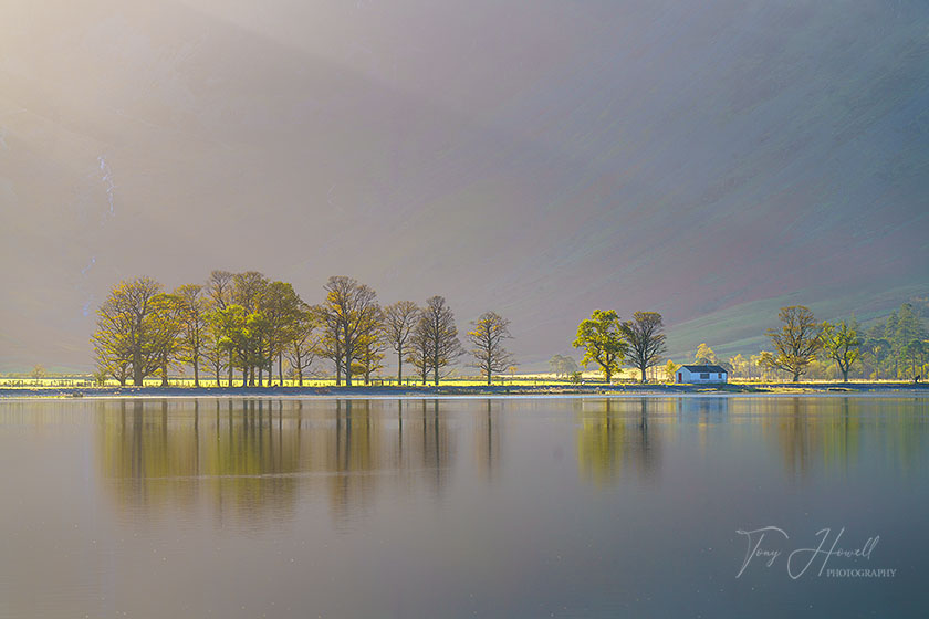 Buttermere Trees