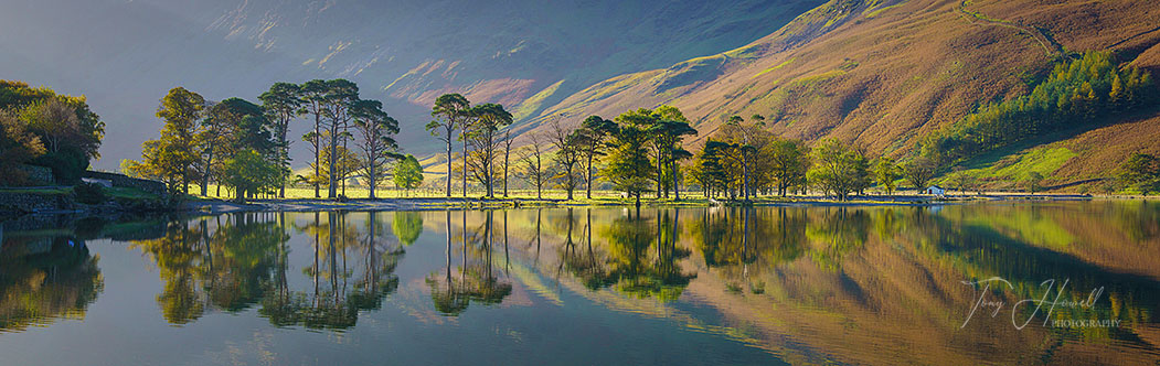 Buttermere Trees