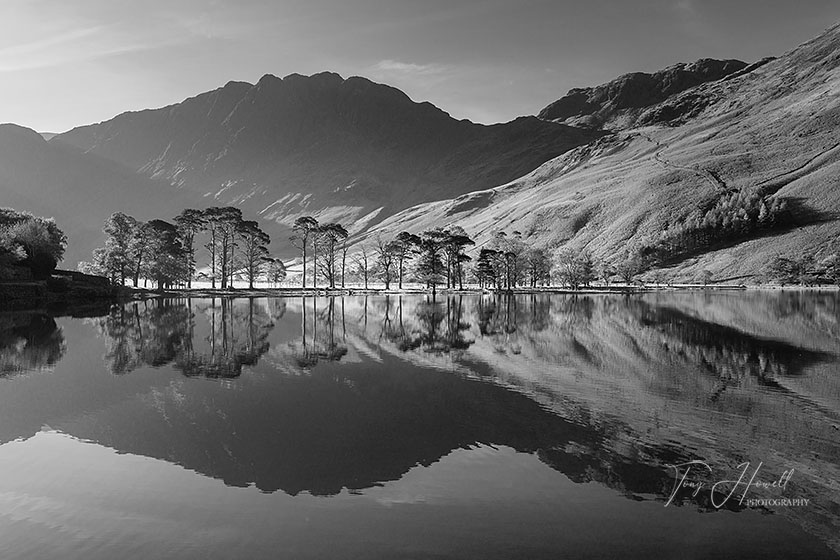 Buttermere Trees