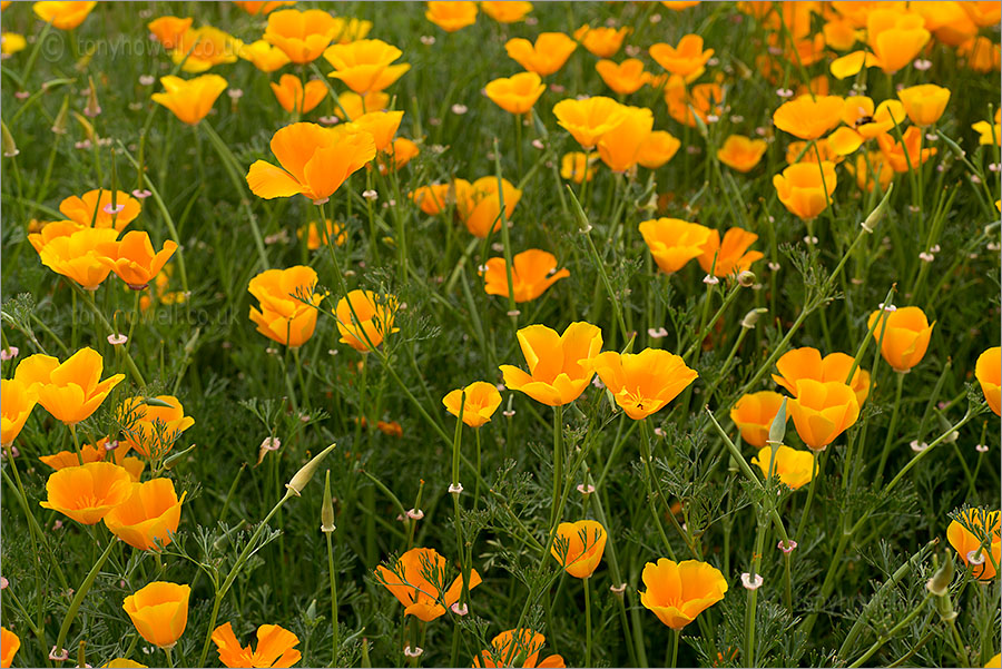 California Poppies