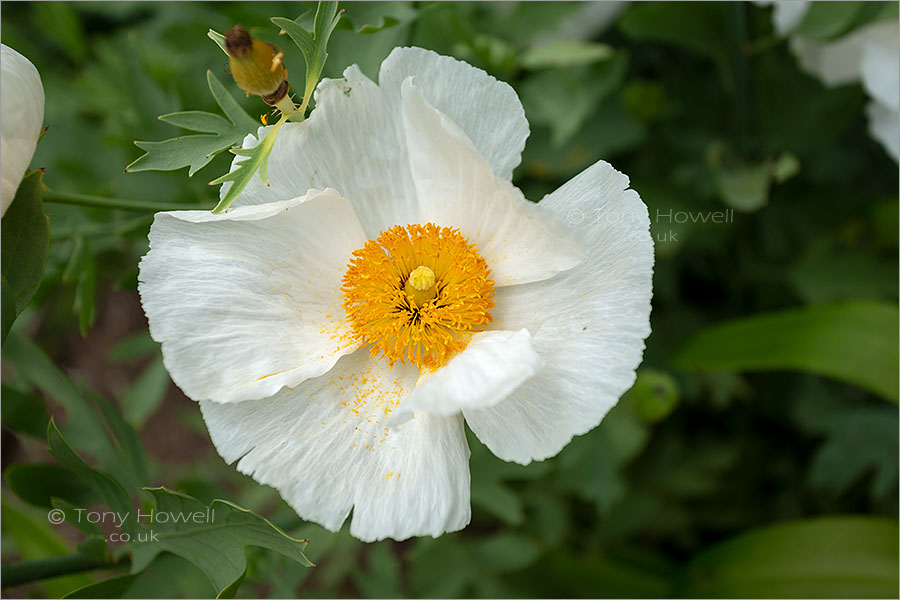 Californian Tree Poppy, Romneya coulteri