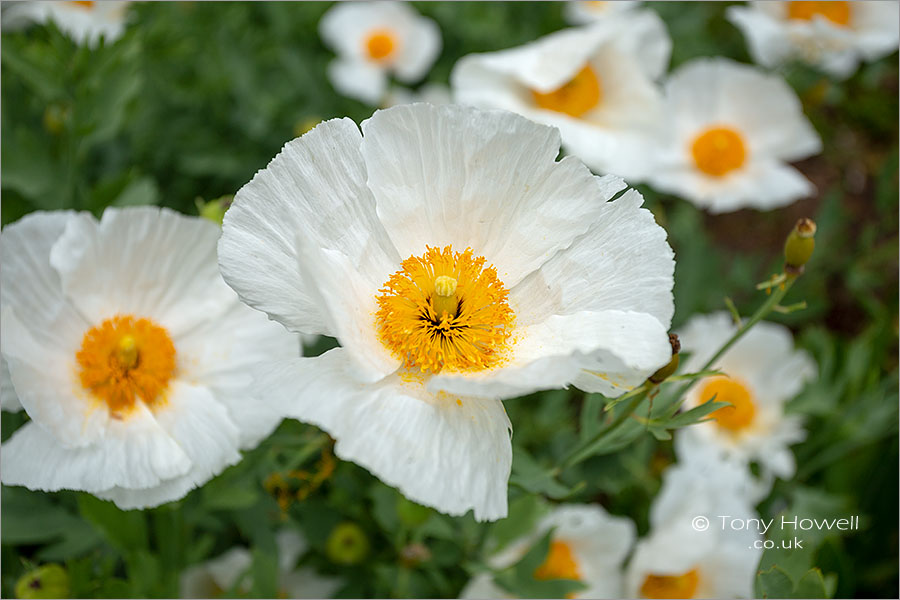 Californian Tree Poppy, Romneya coulteri