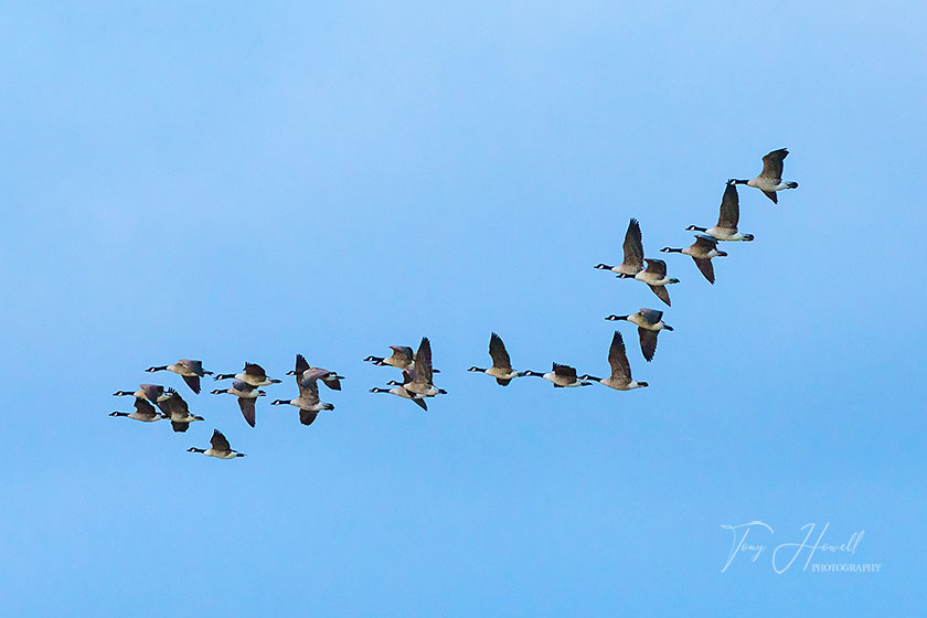 Canada Geese, Hayle Estuary