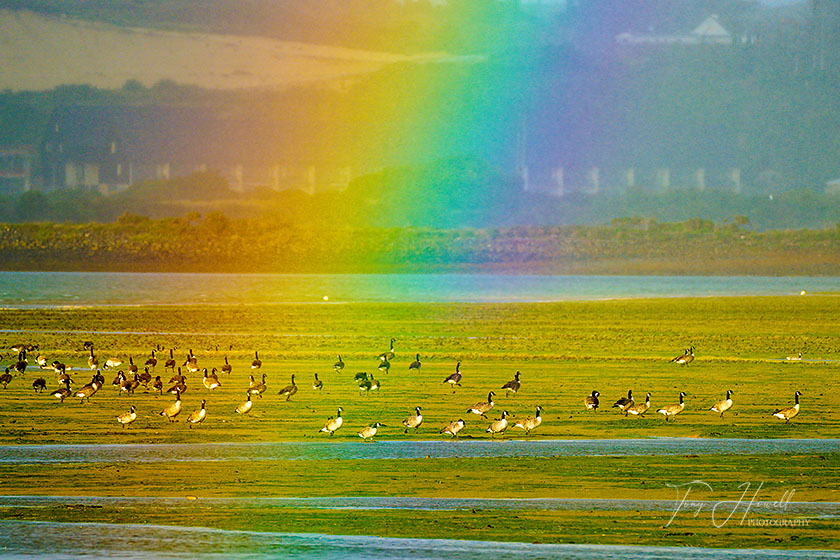 Canada Geese, Rainbow, Hayle