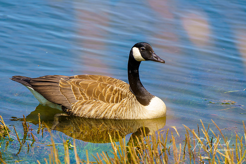 Canada Goose, Hayle