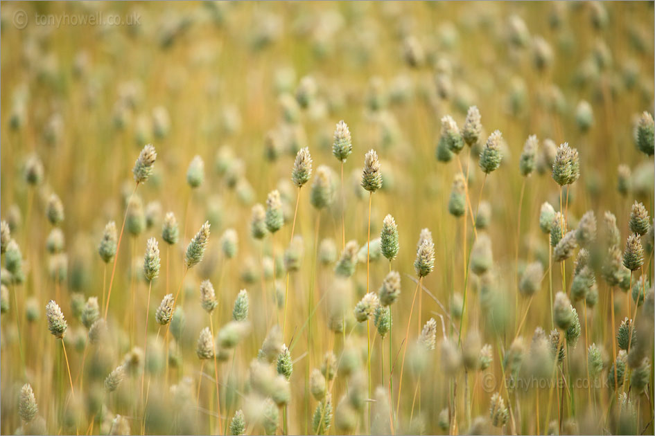 Canary Grass