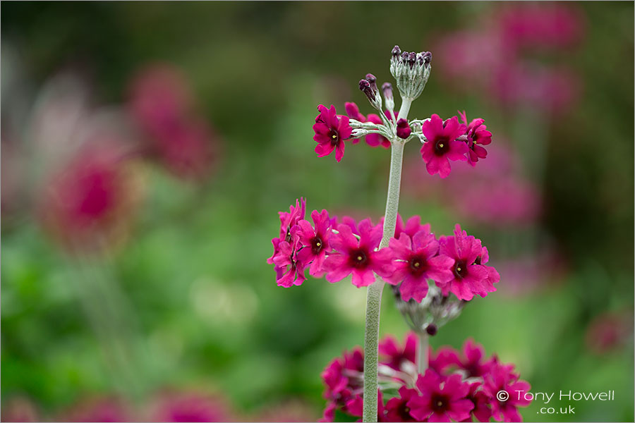 Candelabra Primula