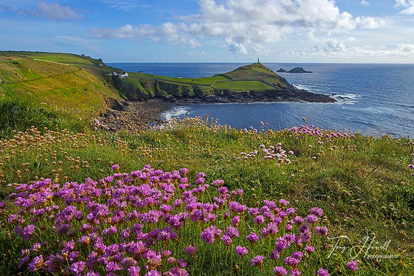 Sea Pinks, Thrift, Cape Cornwall