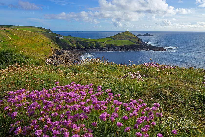 Sea Pinks, Thrift, Cape Cornwall