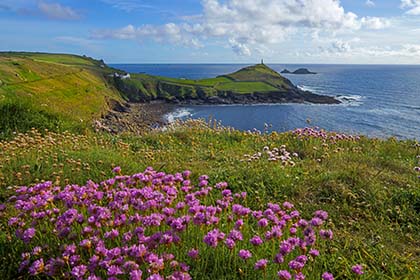 Cape-Cornwall-Sea-Pinks