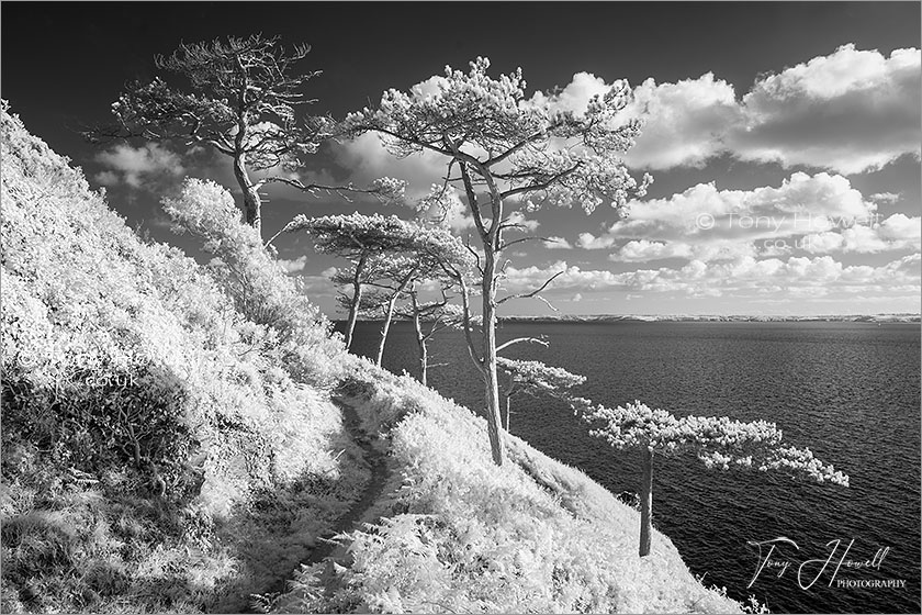 Carricknath Point, The Roseland, Infrared Camera (makes foliage turn white)