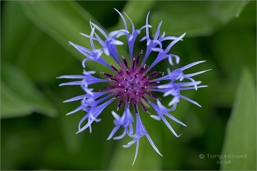 Centaurea montana